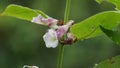 The beautiful pink sesame seed flower on the tree