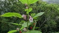 The beautiful pink sesame seed flower on the tree