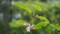 The beautiful pink sesame seed flower on the tree