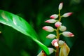 Beautiful Pink shell ginger Alpinia zerumbet flower in a botanical garden.