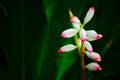 Beautiful Pink shell ginger Alpinia zerumbet flower in a botanical garden.