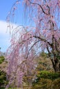 Beautiful pink ShidarezakuraWeeping Cherry blossoms in Hirosaki Park,Aomori,Tohoku,Japan Royalty Free Stock Photo