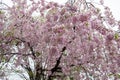 Beautiful pink ShidarezakuraWeeping Cherry blossoms on the Nicchu Line,Kitakata,Fukushima,Tohoku,Japan