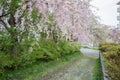 Beautiful pink ShidarezakuraWeeping Cherry blossoms on the Nicchu Line,Kitakata,Fukushima,Tohoku,Japan