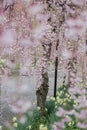 Beautiful pink ShidarezakuraWeeping Cherry blossoms on the Nicchu Line,Kitakata,Fukushima,Tohoku,Japan