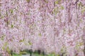 Beautiful pink ShidarezakuraWeeping Cherry on the Nicchu Line,Kitakata,Fukushima,Tohoku,Japan