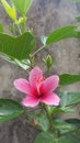 Beautiful Pink Shoe Flower With Green Leaves Royalty Free Stock Photo