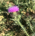 Beautiful pink spiky flowers in a field Royalty Free Stock Photo