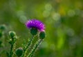 Beautiful pink spiky flowers Royalty Free Stock Photo