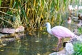 Beautiful pink spoonbill bird. Animal and bird park in Walsrode, Germany Royalty Free Stock Photo