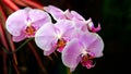 Beautiful pink spotted orchids Royalty Free Stock Photo