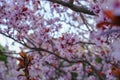 Beautiful pink spring blossom branch with red leaves on tree close-up across blurred floral background and blue sky. Natural sprin Royalty Free Stock Photo