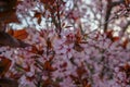 Beautiful pink spring blossom branch with red leaves on tree close-up across blurred floral background and blue sky. Natural sprin Royalty Free Stock Photo