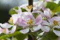 Gala Apple Blossoms - Malus pumila