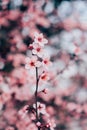 Beautiful pink spring blossoms, natural floral background. Royalty Free Stock Photo