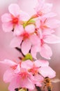 Beautiful pink spring cherry blossoms flower and flying honey bee. nature, flight Royalty Free Stock Photo