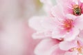 Beautiful pink spring cherry blossoms with honey bee pollinating flower. nature, copyspace