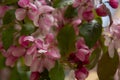 Beautiful pink spring cherry tree flowers blossom, close up. Opening flower Royalty Free Stock Photo