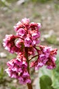 Beautiful pink spring flowers in the garden.