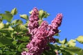 Beautiful pink spring lilac against the blue sky Royalty Free Stock Photo