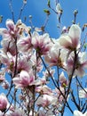 Beautiful pink spring magnolia flowers on magnolia tree branch with blue sky background Royalty Free Stock Photo