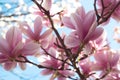 Beautiful pink spring magnolia flowers on a tree branch. Close up Royalty Free Stock Photo