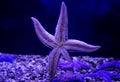 Beautiful pink starfish in a close-up aquarium Royalty Free Stock Photo