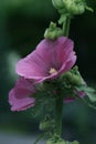 Beautiful pink stockroses or mallows Royalty Free Stock Photo