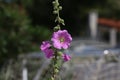 Beautiful pink stockroses or mallows Royalty Free Stock Photo