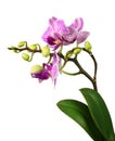 Beautiful pink striped orchid