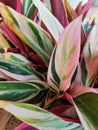 Beautiful pink stripped cordyline leaves close up