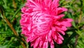 Beautiful pink summer flower aste