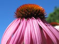 Beautiful pink sun hat, daisy family, asteraceae, blue sky Royalty Free Stock Photo