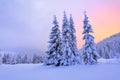 Beautiful pink sunset shine enlightens the picturesque landscapes with fair trees covered with snow. Royalty Free Stock Photo