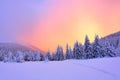 Beautiful pink sunset shine enlightens the picturesque landscapes with fair trees covered with snow. Royalty Free Stock Photo