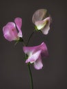 Beautiful pink sweet pea stem on moody grey background. Stylish flower still life, artistic composition. Floral vertical wallpaper Royalty Free Stock Photo