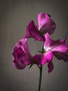 Beautiful pink sweet pea stem on moody grey background. Stylish flower still life, artistic composition. Floral vertical wallpaper Royalty Free Stock Photo