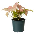 Beautiful pink Syngonium podophyllum house plant in green pot isolated on white with clipping pth,Air purification trees