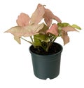 Beautiful pink Syngonium podophyllum house plant in green pot isolated on white with clipping pth,Air purification trees