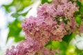 Beautiful pink syringa flowers in shadow