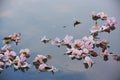 Beautiful pink Tabebuia rosea flowers floating on the water Royalty Free Stock Photo