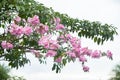 Beautiful pink Tabebuia rosea flowers in the park Royalty Free Stock Photo