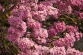 Beautiful pink tabebuia rosea flowwers Royalty Free Stock Photo