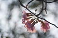 Beautiful pink tabebuia rosea on the tree branch Royalty Free Stock Photo