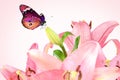 Beautiful pink tender lily flowers and butterfly. Polination. Pink tenderness