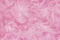 Beautiful pink trendy feather texture background. Soft and gentle pattern Royalty Free Stock Photo