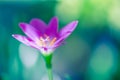 Exotic tropical flower pink petals on blurred bokeh background Royalty Free Stock Photo