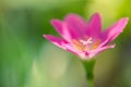 Exotic tropical flower pink petals on blurred bokeh background Royalty Free Stock Photo