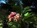 Beautiful pink tropical flowers from Tailand