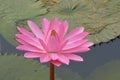 Beautiful pink Tropical water lily Royalty Free Stock Photo